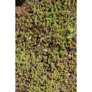 Milder Mauerpfeffer Sedum Sexangulare im 9x9 cm Topf, grüner Bodendecker.