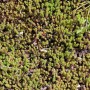 Milder Mauerpfeffer Sedum Sexangulare im 9x9 cm Topf, grüner Bodendecker.