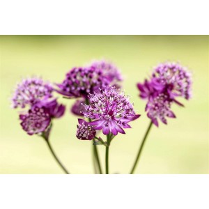 Nahaufnahme der dunkelroten Blüten der Sterndolde Astrantia Major Abbey Road im Topf.