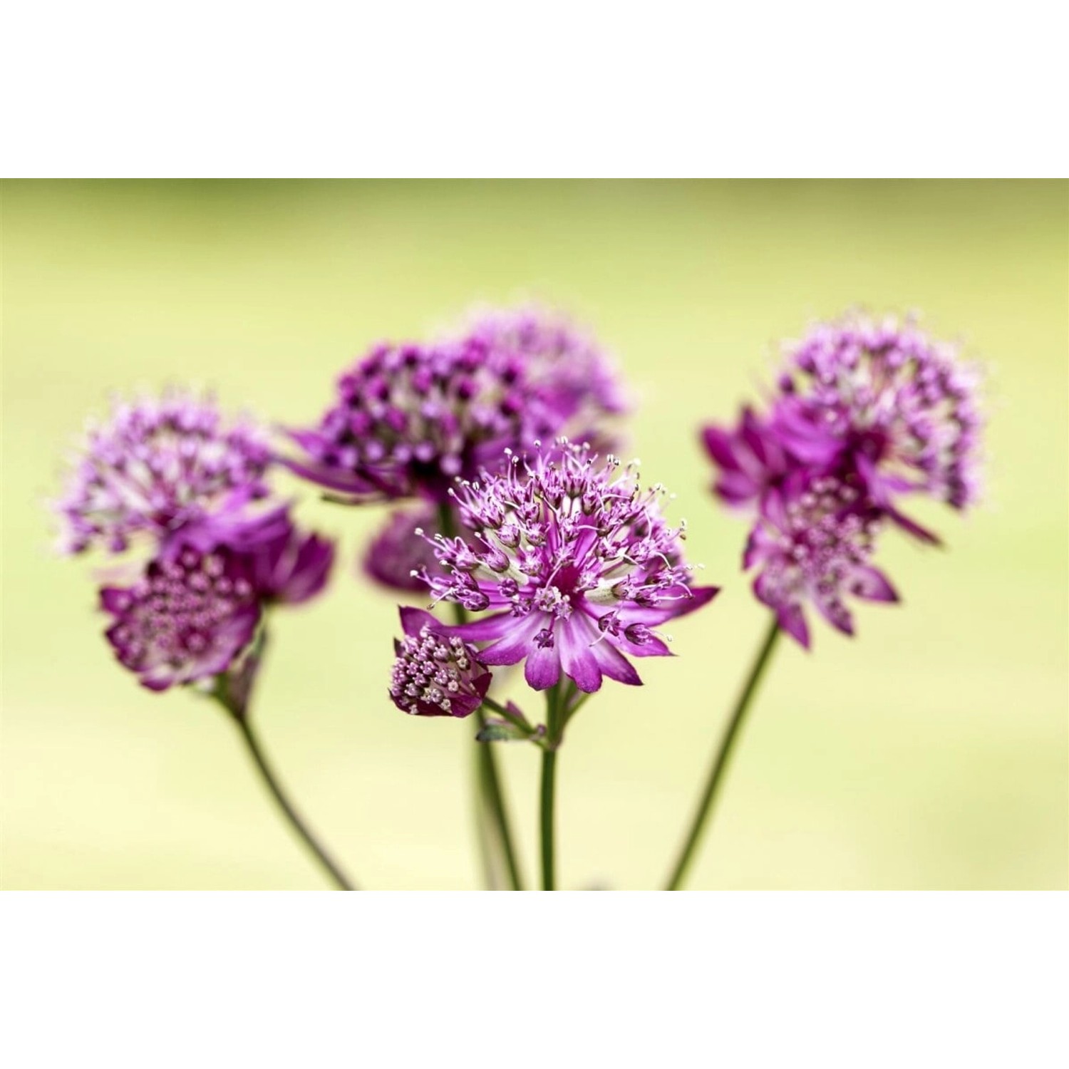 Astrantia Major Abbey Road R Sterndolde Ca. 11x11 cm Topf günstig online kaufen