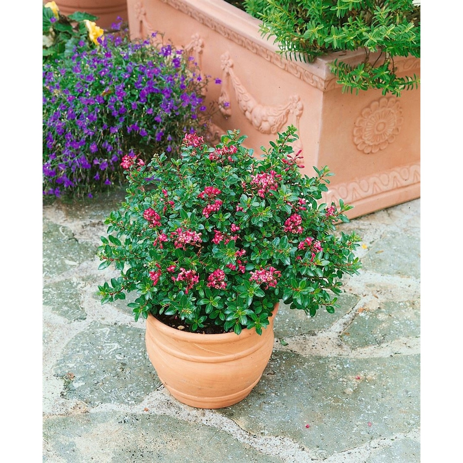 Escallonia Red Dream Immergrün Rote Blüten Ca. 2-3 Liter Container günstig online kaufen