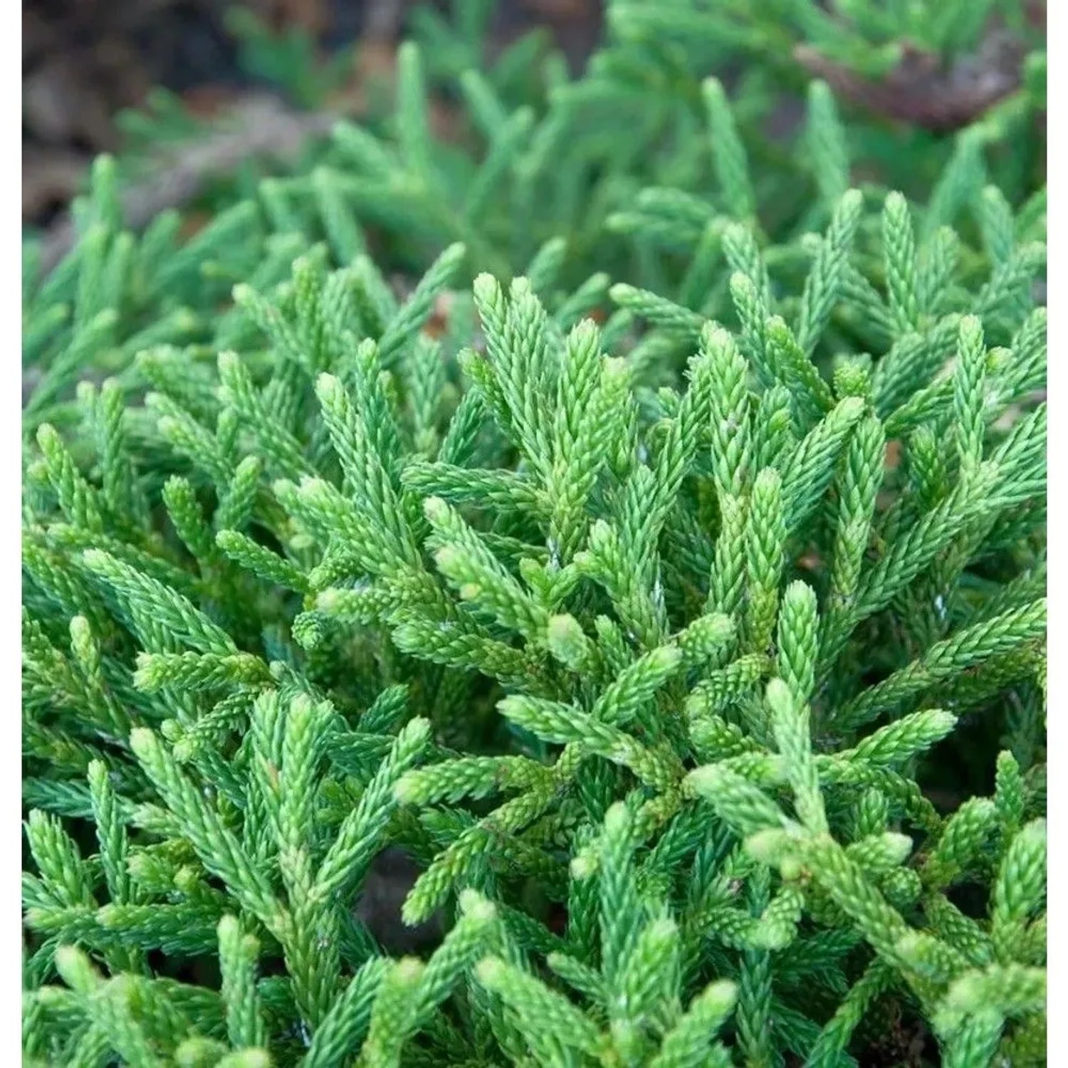 Hochstamm Zwerg Sicheltanne Little Champion 40-60cm - Cryptomeria japonica