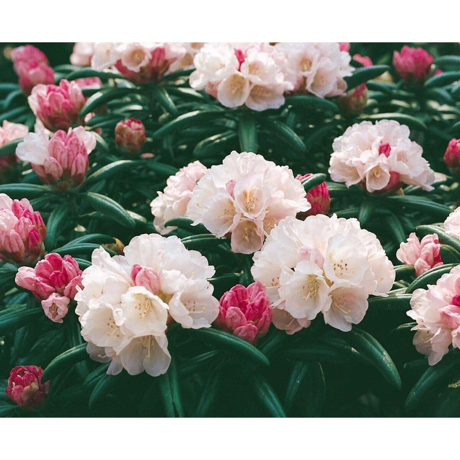 Rhododendron Yakushimanum Best Late Rosa Blüten 25–30 cm günstig online kaufen