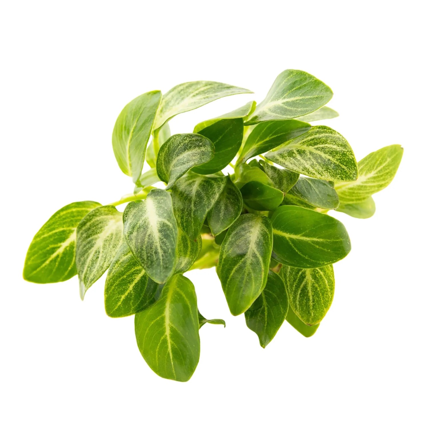 Dennerle Plants Zwergspeerblatt Stardust Anubias barteri var. nana