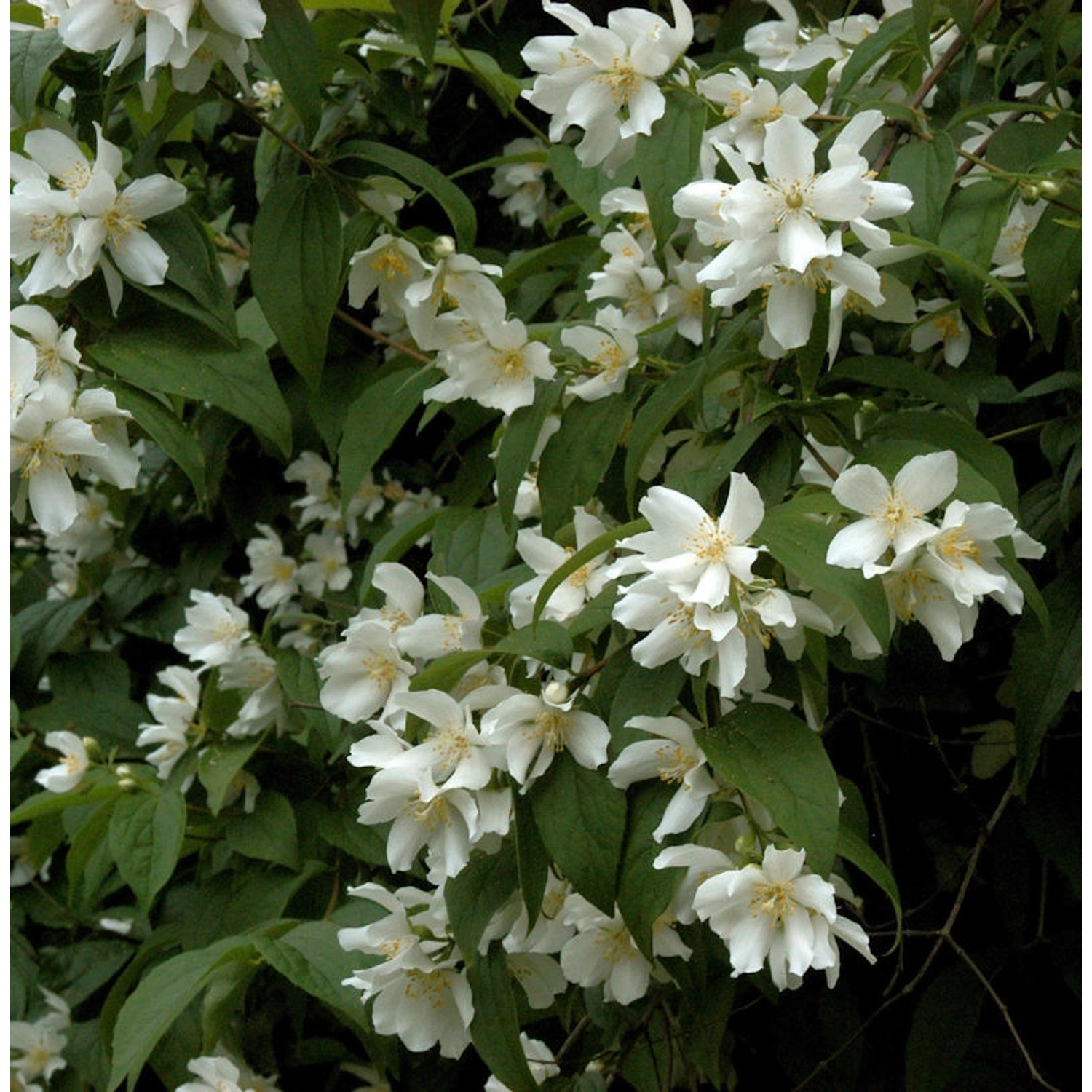 Großblumiger Feldjasmin 60-80cm - Philadelphus grandiflorus günstig online kaufen