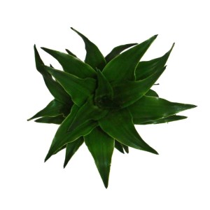 Exotenherz Minipflanze Drachenbaum Compacta im 5,5cm Topf, Draufsicht.