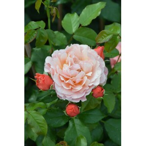 Beetrose 'Unsere Besten' mit rosa Blüte und roten Knospen, ca. 30-40cm hoch.