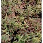 Detailaufnahme von Hohes Johanniskraut Tricolor (Hypericum moserianum) mit grün-weiß-roten Blättern.