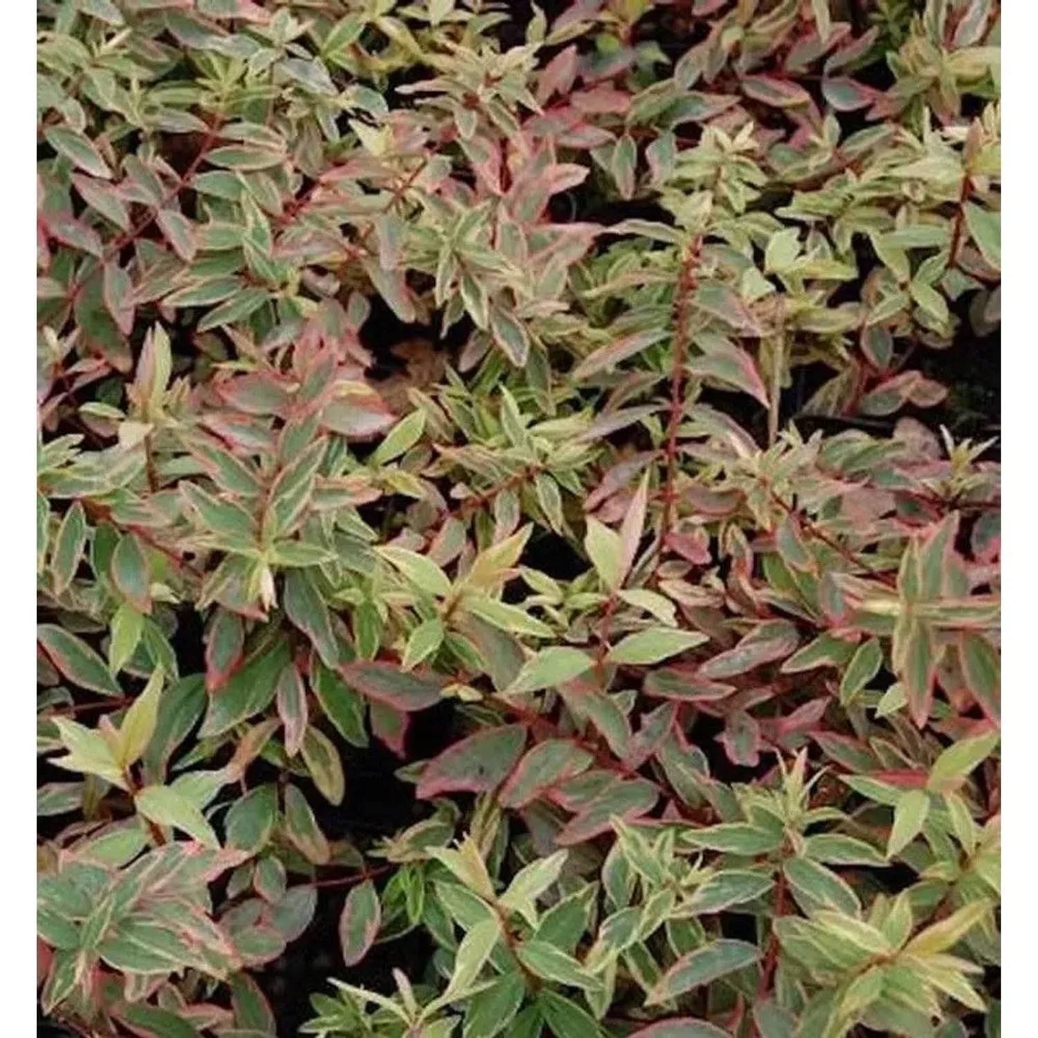 Hohes Johanniskraut Tricolor - Hypericum moserianum