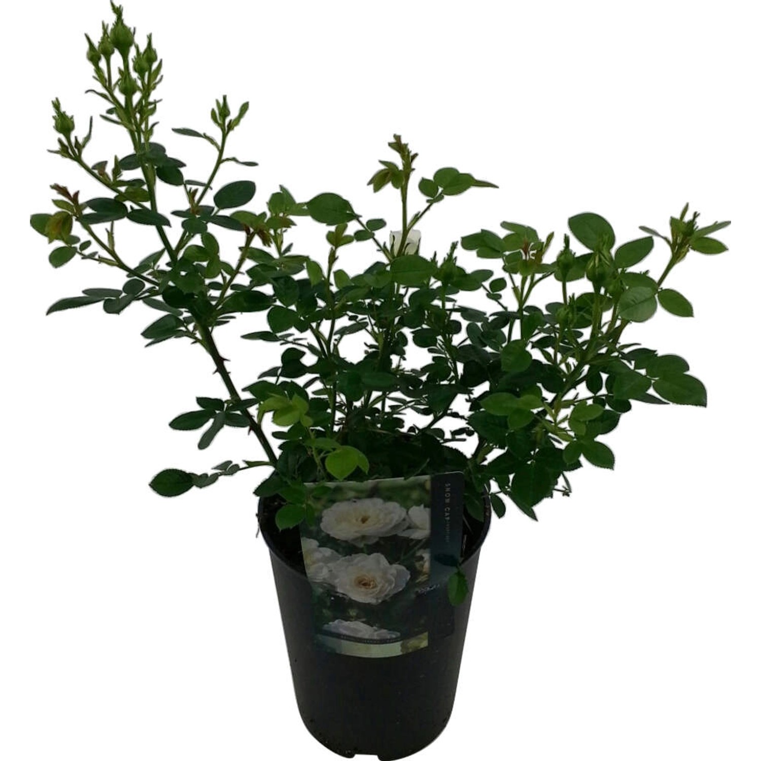 Patiorose im Topf (Ø 19cm) mit grünen Blättern und Blütenknospen.