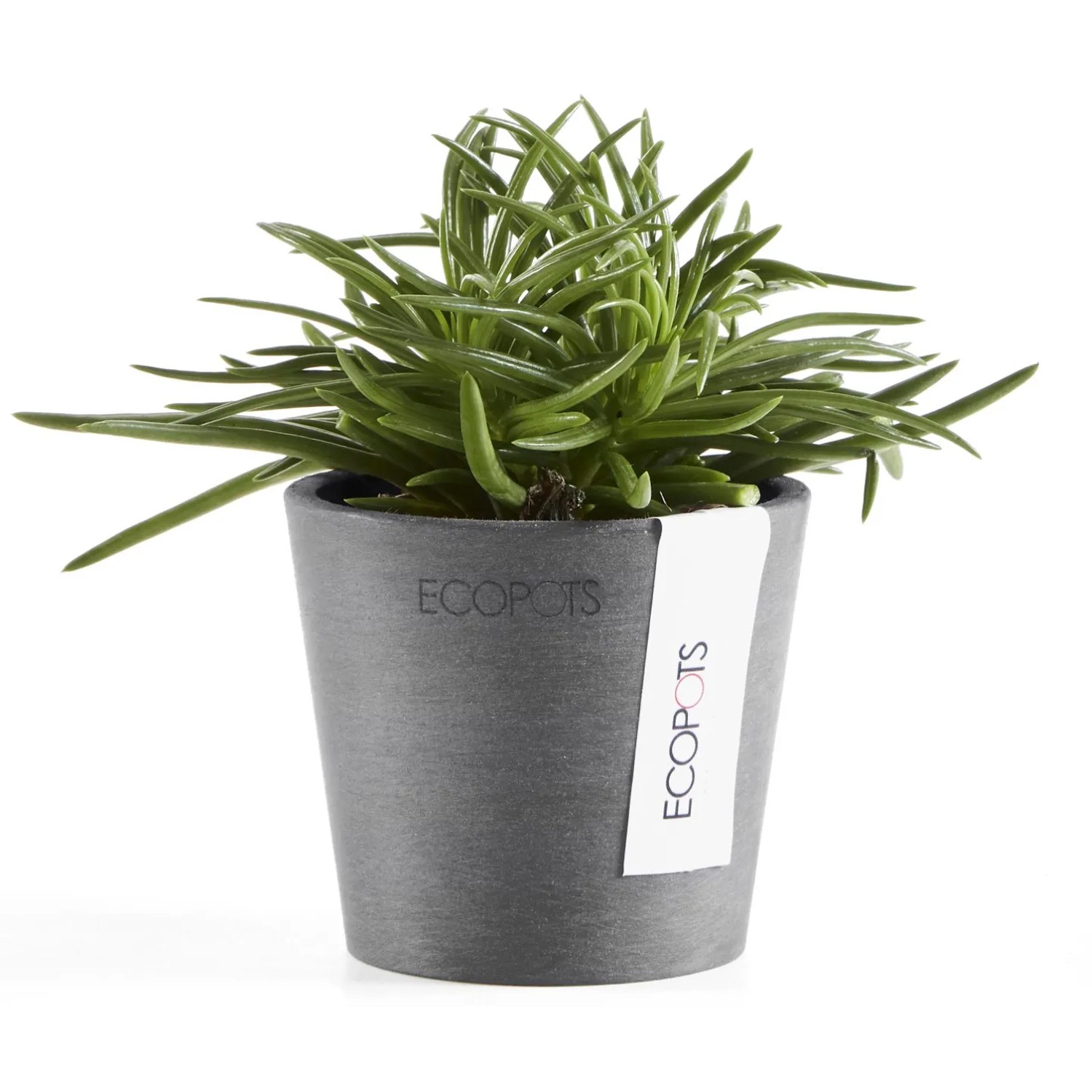 Ecopots Pflanztopf Amsterdam Mini, grau, 8 cm, mit grüner Pflanze.