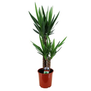 Palmlilie (Yucca) mit zwei Stämmen im Topf, ca. 90-100 cm hoch. Zimmerpalme mit grünen Blättern.