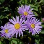 Nahaufnahme der lila Blüten der Sommeraster Blütendecke (Aster amellus).