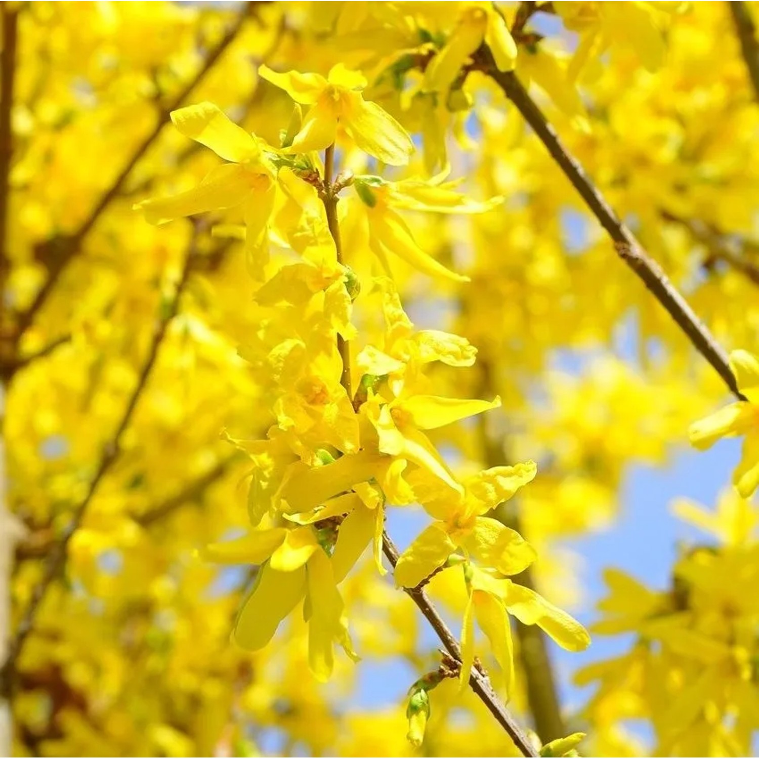 arborix Forsythie 'Lynwood' Forsythia × Intermedia 50 Bis 60 Cm Im Container Frühblühend