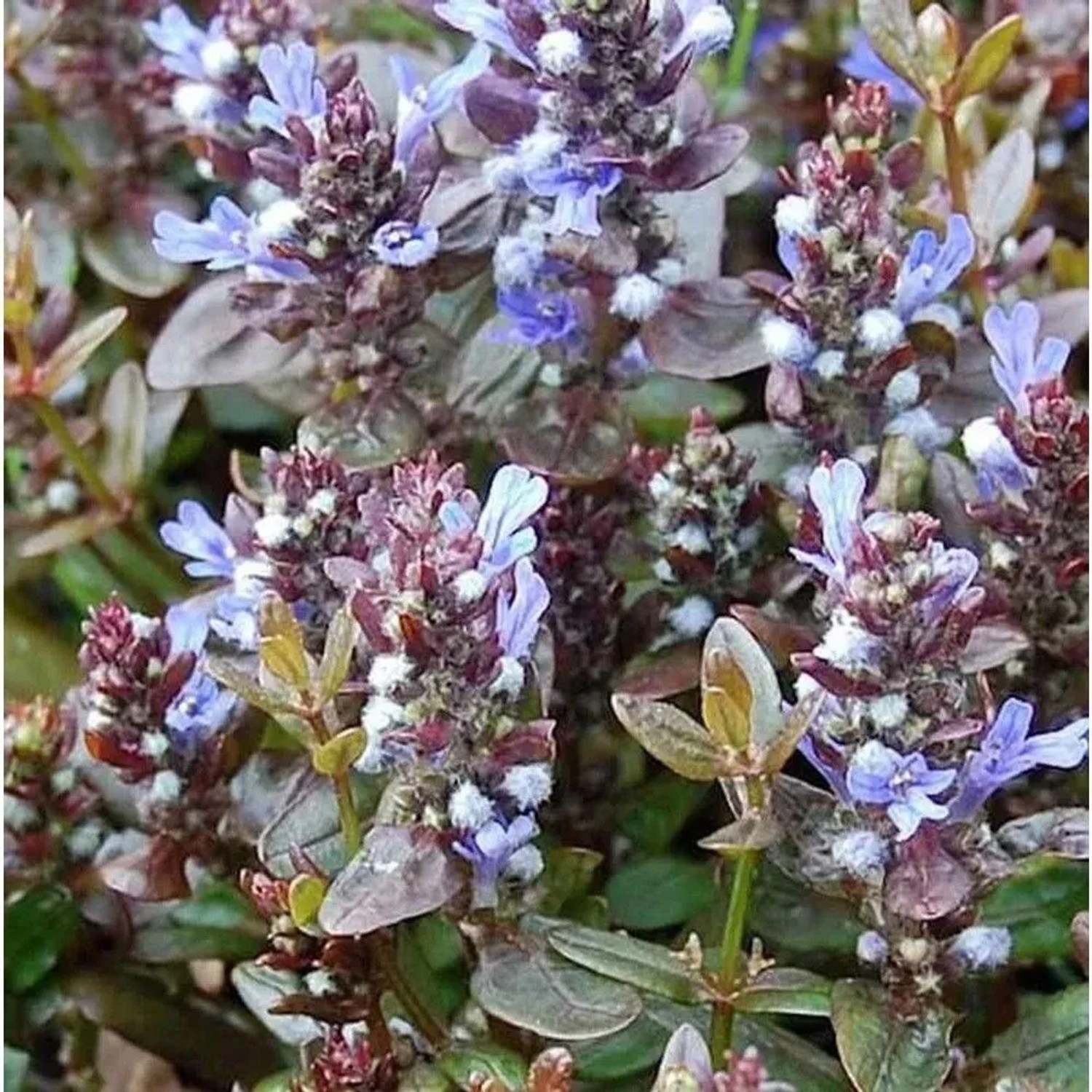 Günsel Chocolate Chip - Ajuga reptans