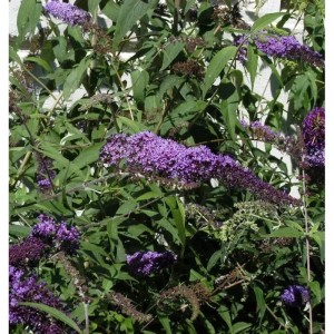 Sommerflieder 'Ile de France' mit violetten Blüten und grünen Blättern.