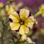 Nahaufnahme einer gelb-lila Hängepetunie (Petunia Peppy) im Topf.