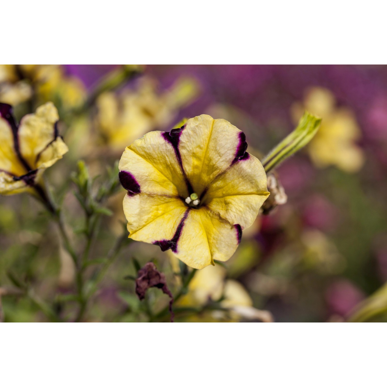 Nahaufnahme einer gelb-lila Hängepetunie (Petunia Peppy) im Topf.