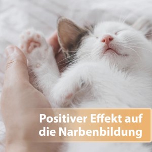 Schlafende Katze wird gehalten, Felisept Wundgel für Katzenfellpflege.