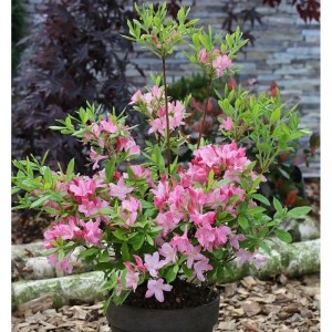 Rhododendron Rosata im Topf mit leuchtend pinken Blüten und grünen Blättern, bereit für den Garten.