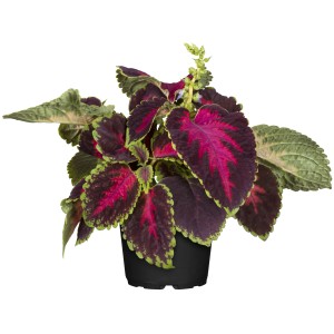 Buntnessel (Coleus) im Topf, mehrfarbige Blätter, beliebte Stehpflanze für Balkon und Garten.