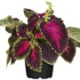 Buntnessel (Coleus) im Topf, mehrfarbige Blätter, beliebte Stehpflanze für Balkon und Garten.