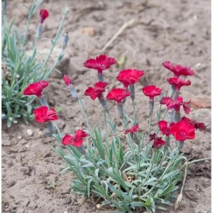 Pfingstnelke Rubin (Dianthus gratianopolitanus) mit roten Blüten im Garten.