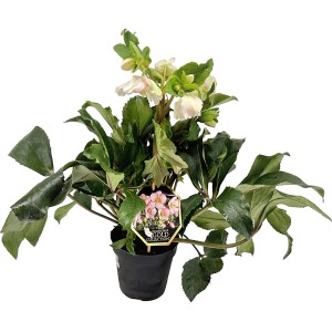 Helleborus Ice n Roses rot im Topf, eine winterharte Christrose mit rosa Blüten.