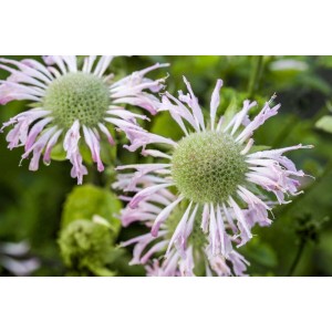 Nahaufnahme der lila blühenden Bergamotte (Monarda Fistulosa) im Topf.