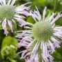 Nahaufnahme der lila blühenden Bergamotte (Monarda Fistulosa) im Topf.