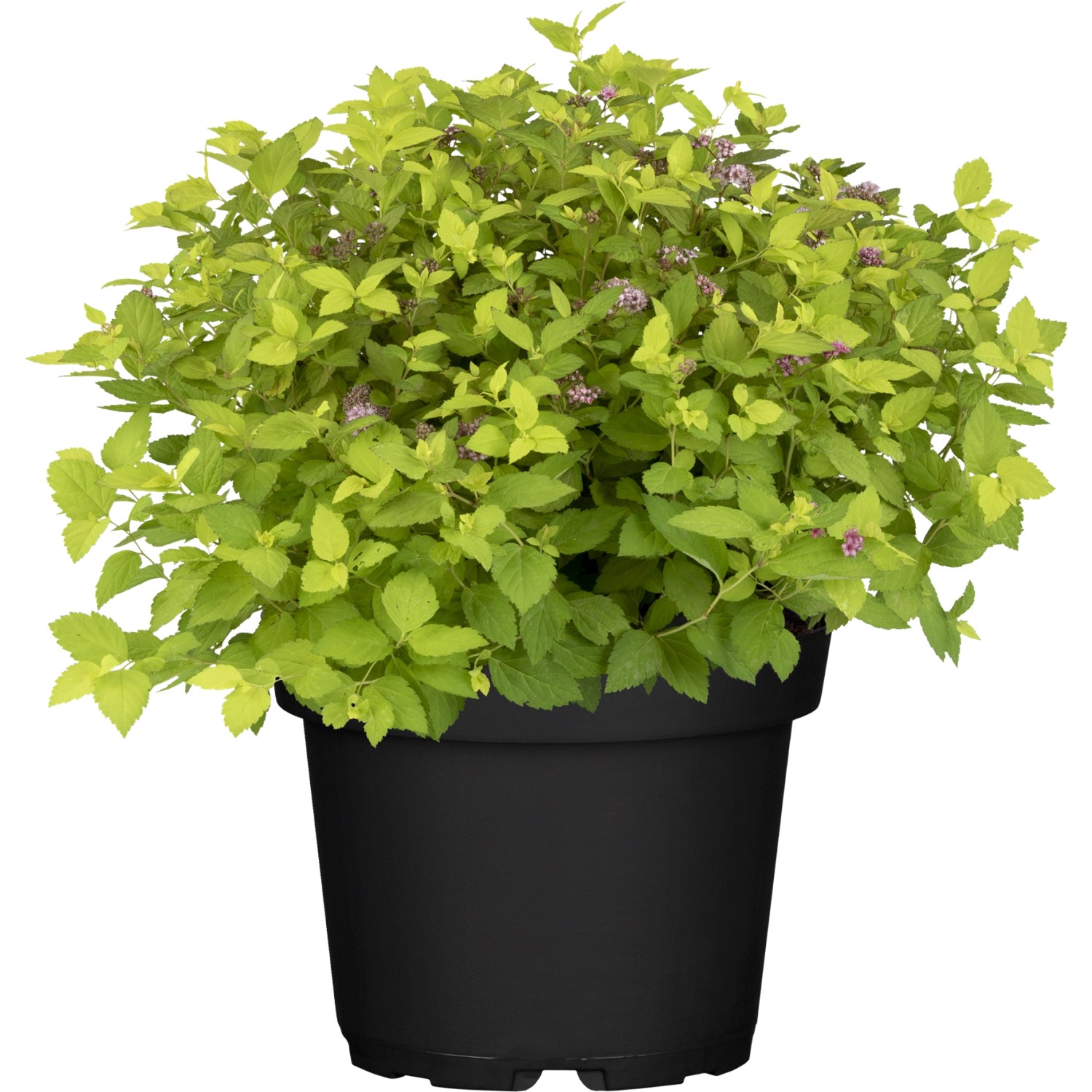 OBI Sommerspiere Shirobana Weiß-Rot Höhe ca. 25 - 30 cm Topf ca. 3 l Spiraea