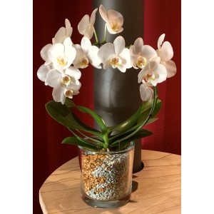 Orchidee im Glas mit Colomi Orchideengranulat in Silber und Gold.