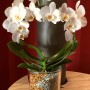 Orchidee im Glas mit Colomi Orchideengranulat in Silber und Gold.