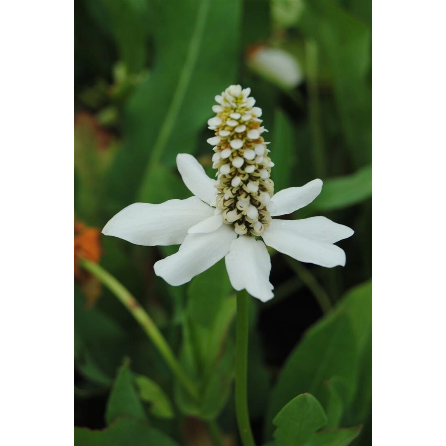 Anemopsis Californica Yerba Mansa Ca 11x11 cm Topf günstig online kaufen