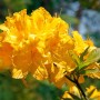 Leuchtend gelber Rhododendron Golden Sunset (40–50 cm) mit üppigen Blütenständen.