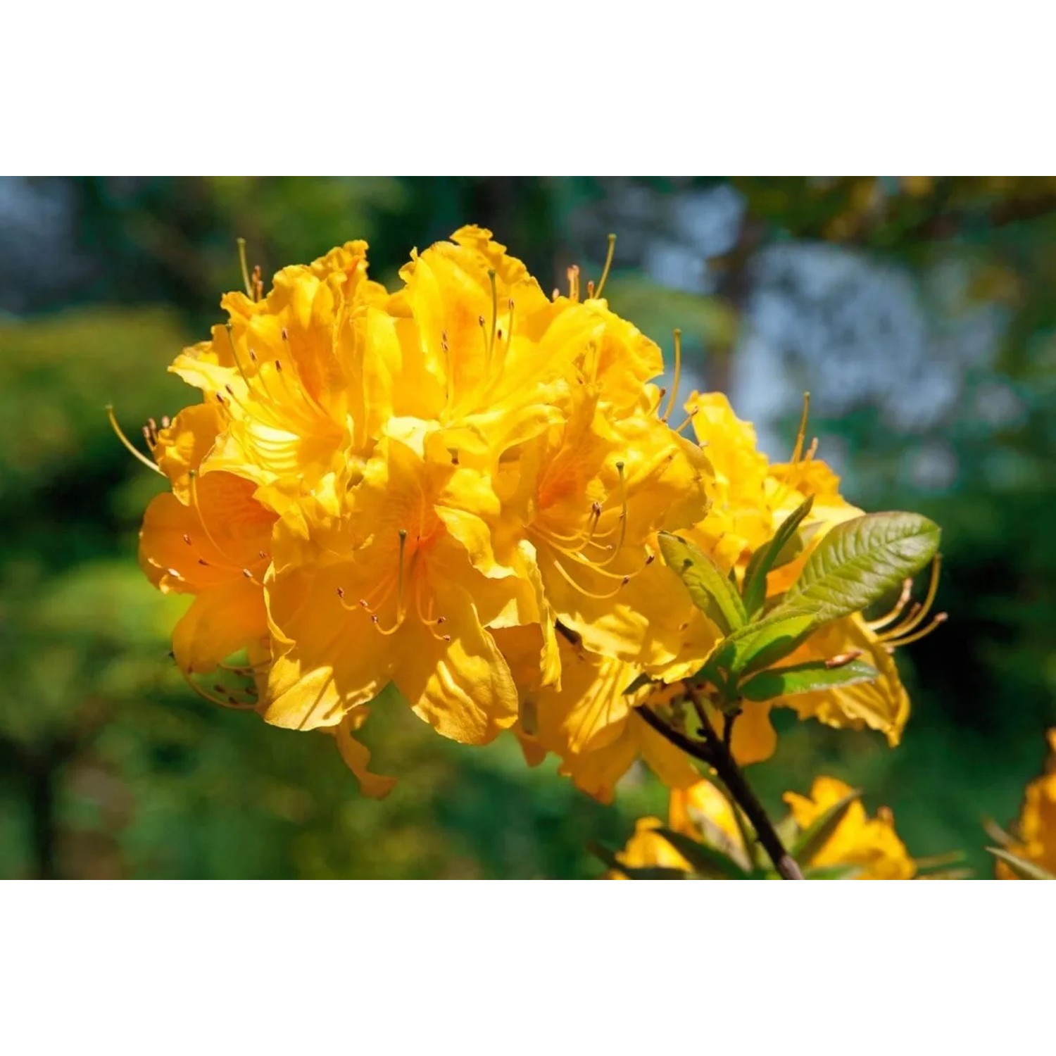 Leuchtend gelber Rhododendron Golden Sunset (40–50 cm) mit üppigen Blütenständen.