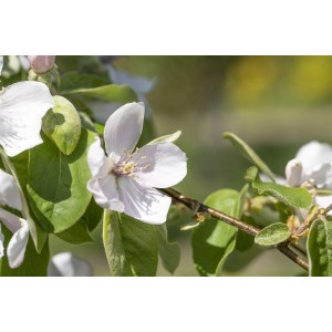 Nahaufnahme der weißen Blüte einer Portugiesischen Birnenquitte am Obstbaum.