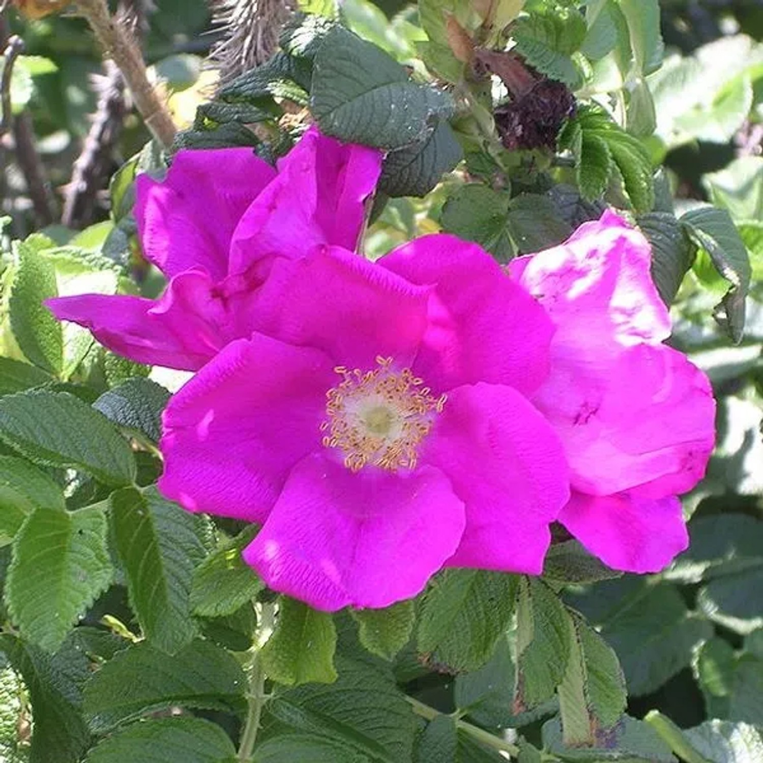 Apfelrose Rosa rugosa 40 bis 60 cm im Container Hellrosa Blüten