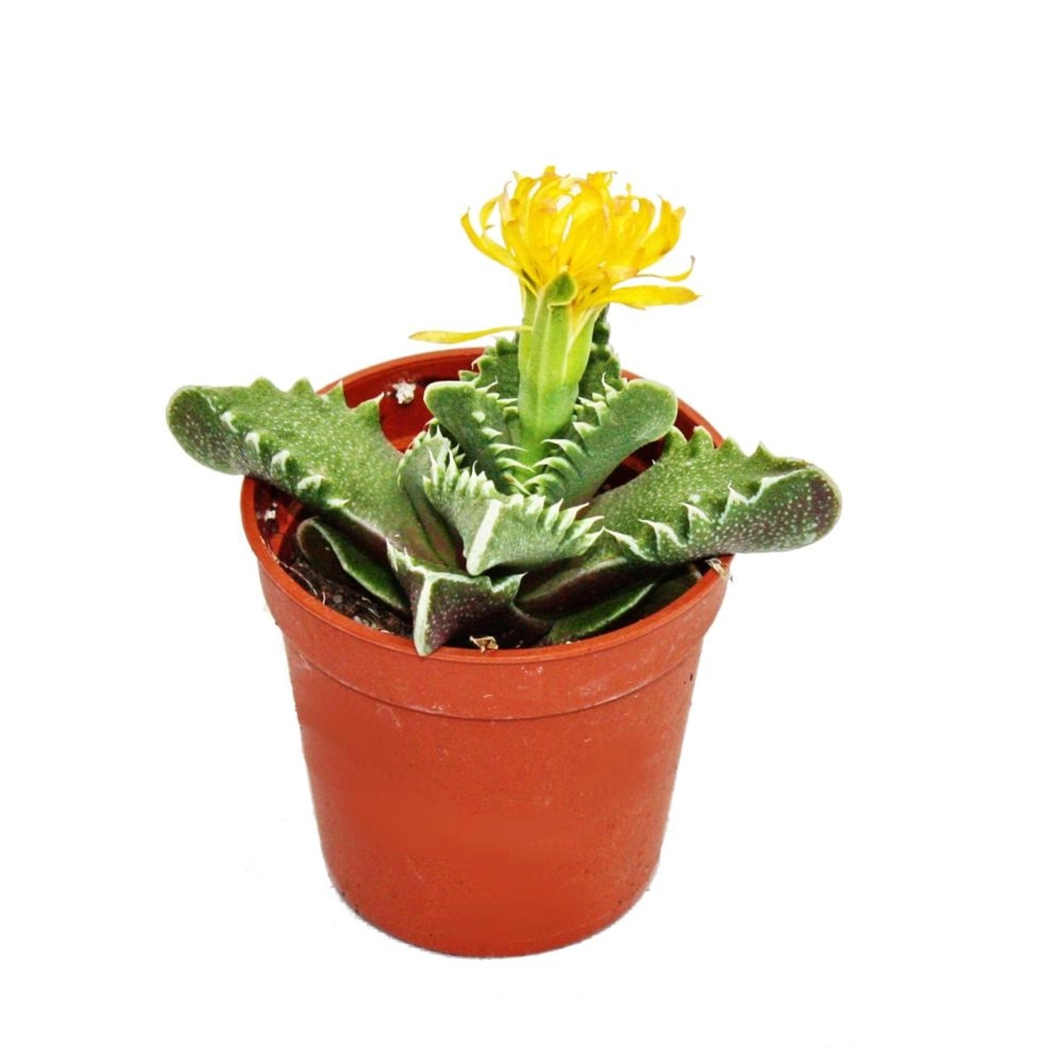 Exotenherz Faucaria Tigrina Tigerrachen im 8,5cm Topf günstig online kaufen