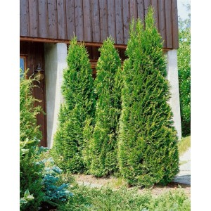 Drei Thuja 'Holmstrup' Heckenpflanzen (100-125 cm) vor einem Haus. Immergrüne, dichte Struktur.