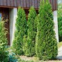Drei Thuja 'Holmstrup' Heckenpflanzen (100-125 cm) vor einem Haus. Immergrüne, dichte Struktur.