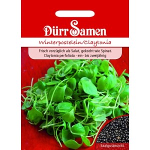 Rotes Dürr Samen Winterpostelein Saatgut Päckchen. Zeigt frische grüne Blätter und schwarze Samen des Blattgemüses.