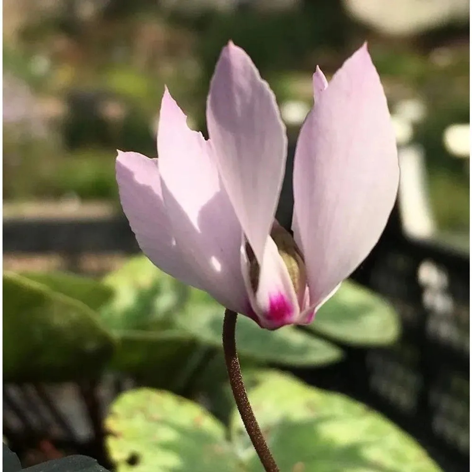 Nahaufnahme einer hellrosa Anatolien Alpenveilchen (Cyclamen cilicium) Blüte.