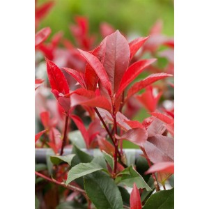 Photinia 'Devil's Dream' mit leuchtend roten Blättern, Detailaufnahme der Heckenpflanze.