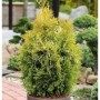 Lebensbaum Golden Smaragd 30-40cm Thuja occidentalis