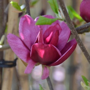 Nahaufnahme einer dunkelroten Magnolie 'Genie'® Blüte.
