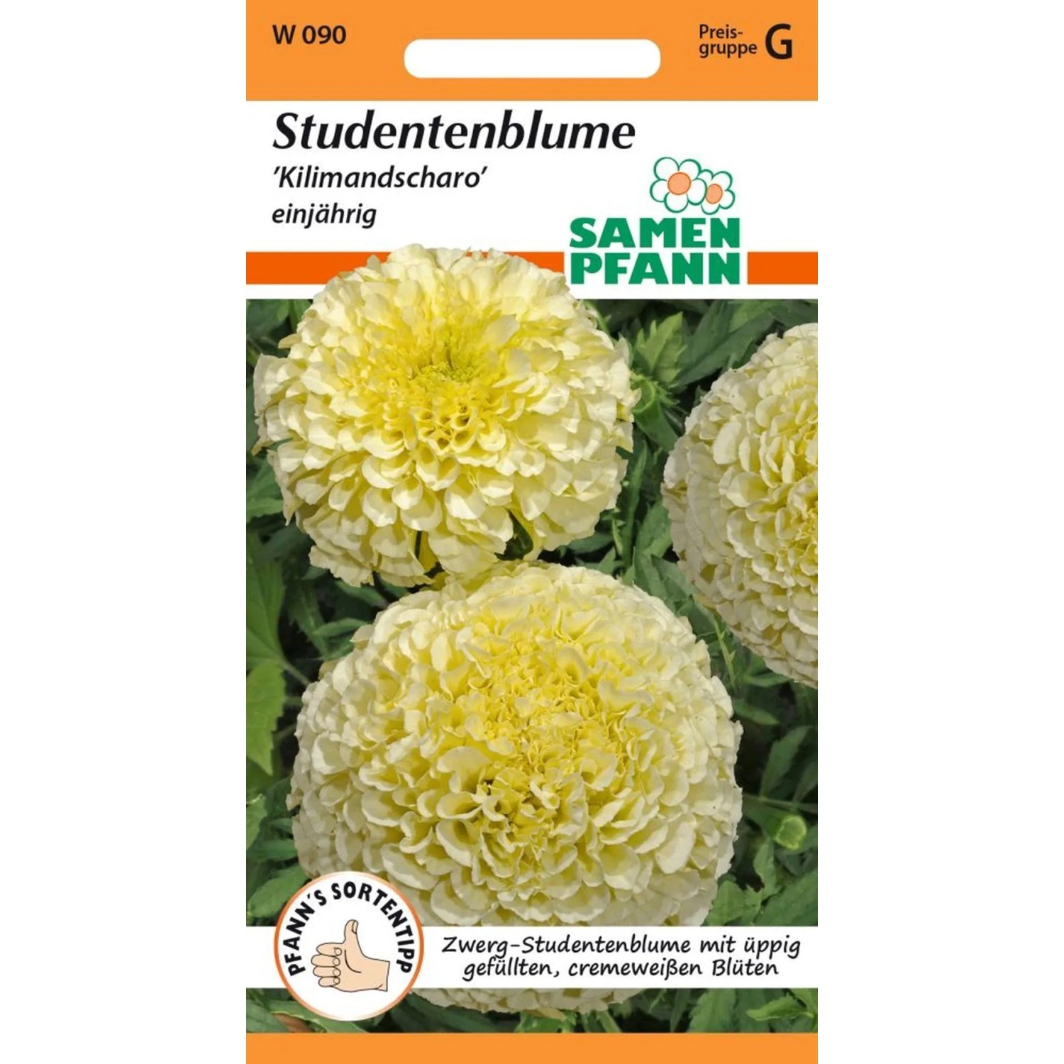 SAMEN PFANN Tagetes Kilimandscharo
