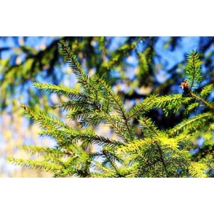 Nahaufnahme einer grünen Heckenfichte (Picea abies) mit Nadeln und kleinem Zapfen vor blauem Himmel.
