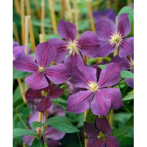 Nahaufnahme der violetten Clematis Hybride 'Star of India', einer blühenden Kletterpflanze.