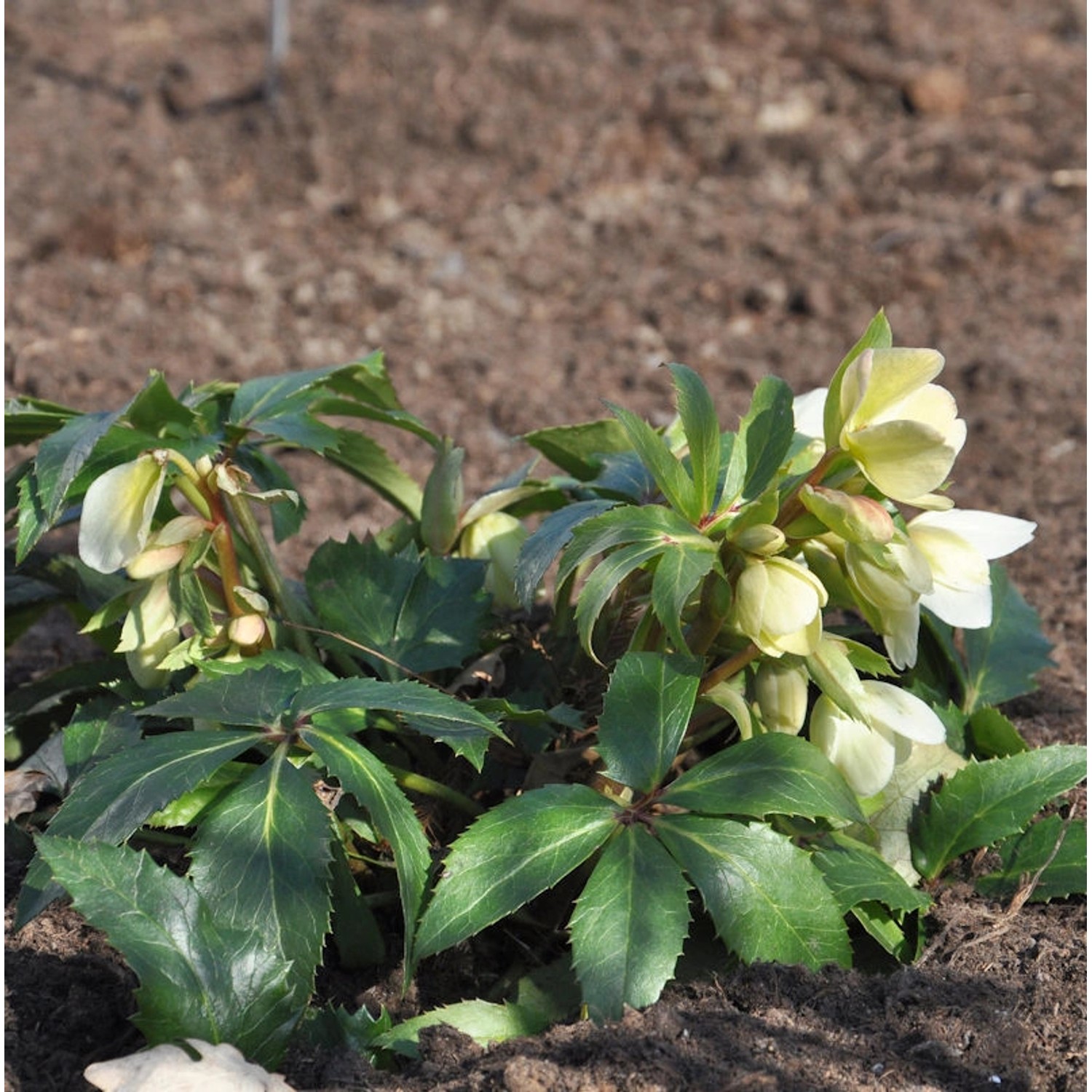 Christrose Lenzrose Double Green - Helleborus orientalis günstig online kaufen